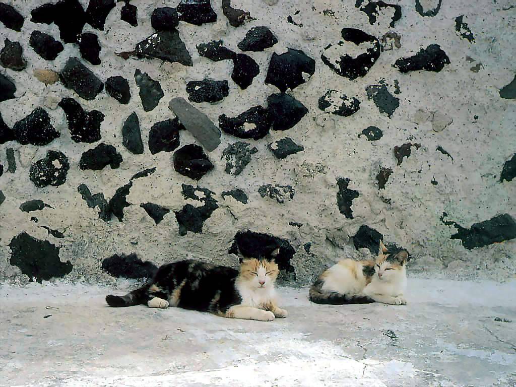 Gatti (224)